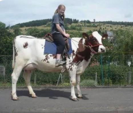 With gas prices like they are, time to break out the Toyota Cowrolla!🐄🤠
#giddyup