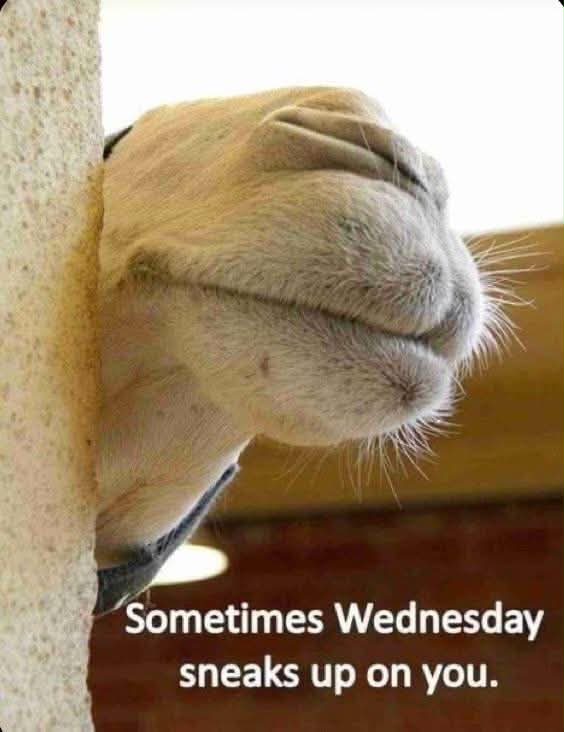 Wednesday: close enough to Friday to be hopeful, far enough away to be annoying. 🐪🤣
